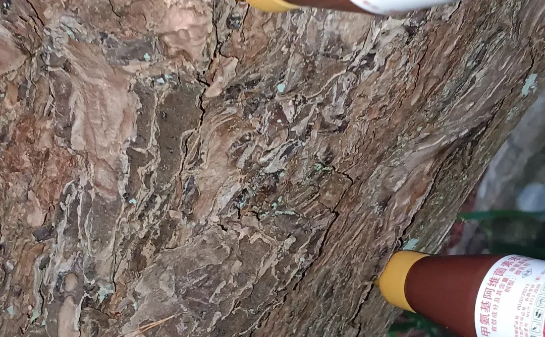 林业工程人的一天