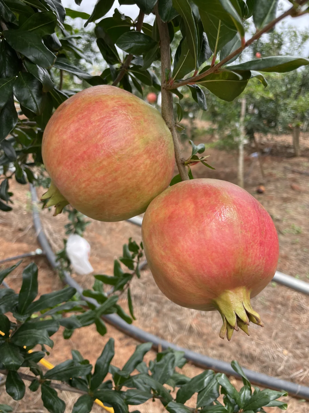 我爸说，卖了也比烂了强，1个1块左右