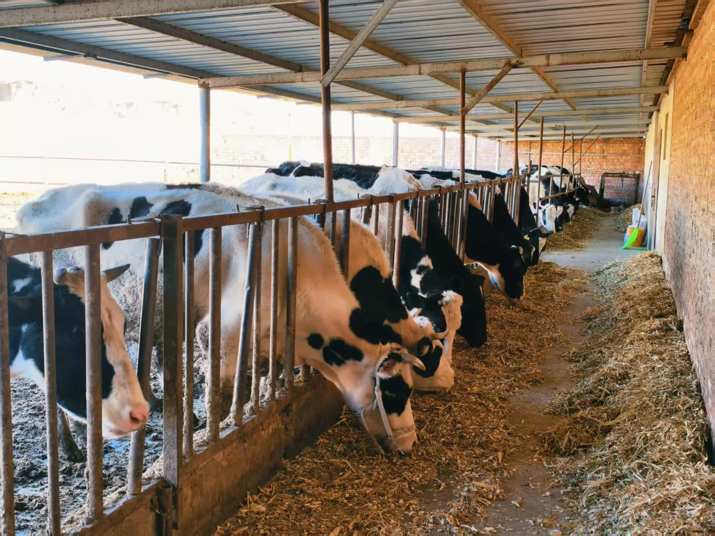 有奶牛的地方就是天堂～