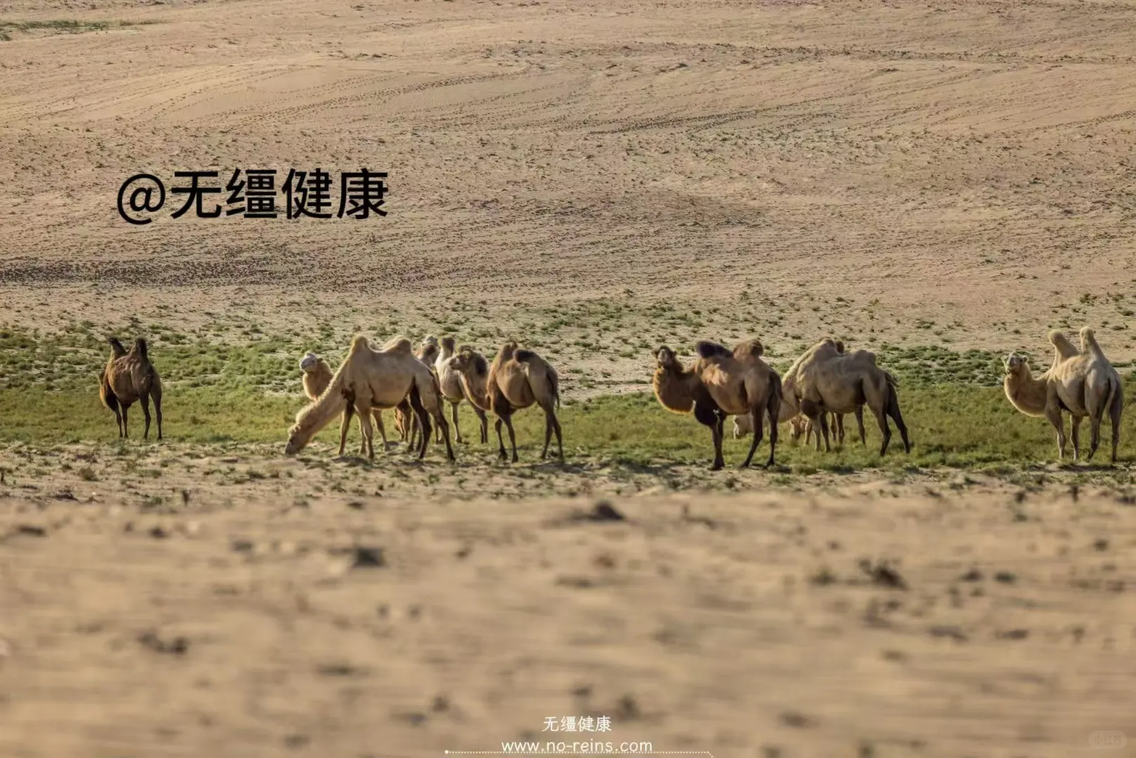 在沙漠腹地，我们找到了真正自由的奶