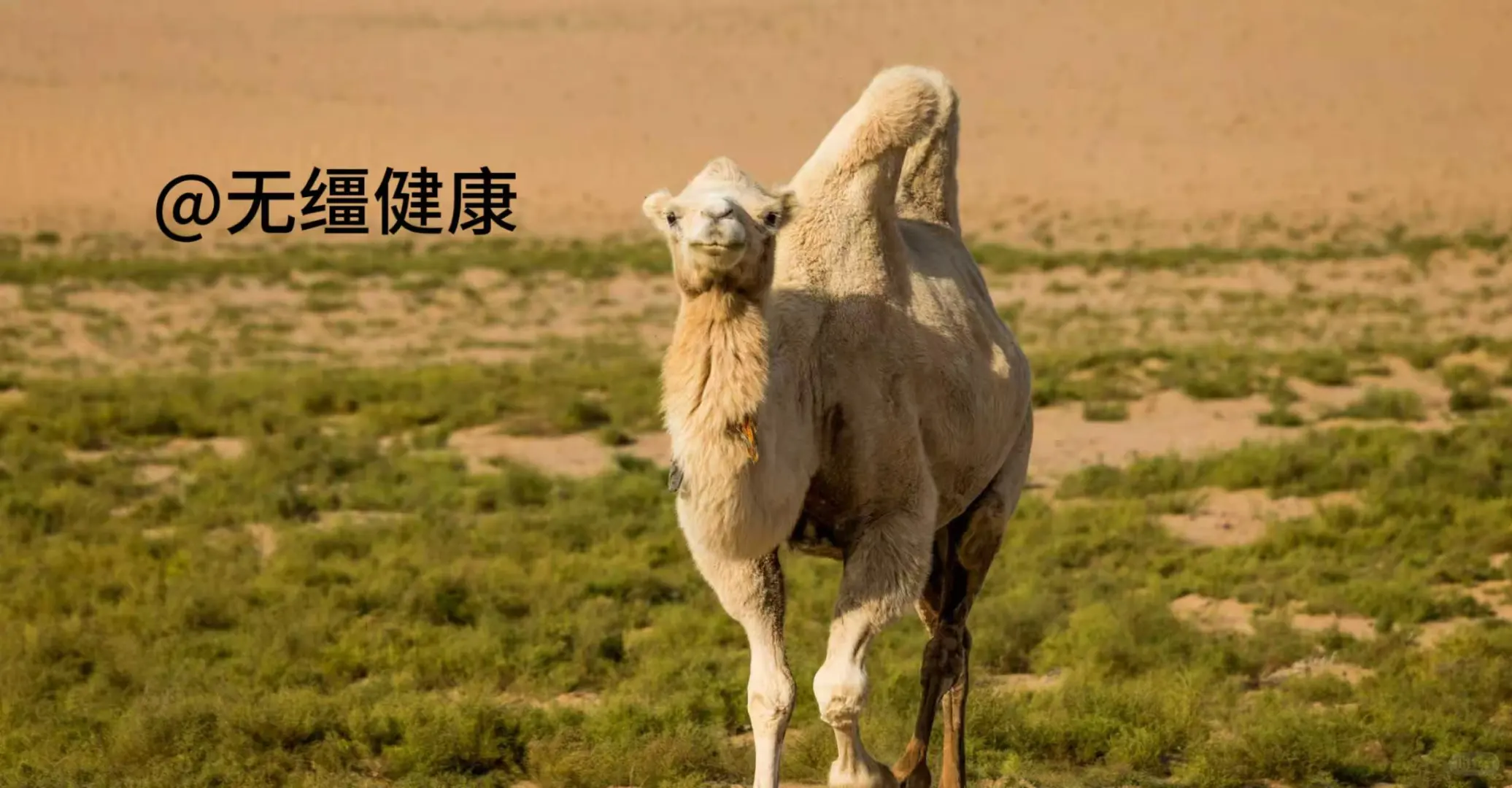 在沙漠腹地，我们找到了真正自由的奶