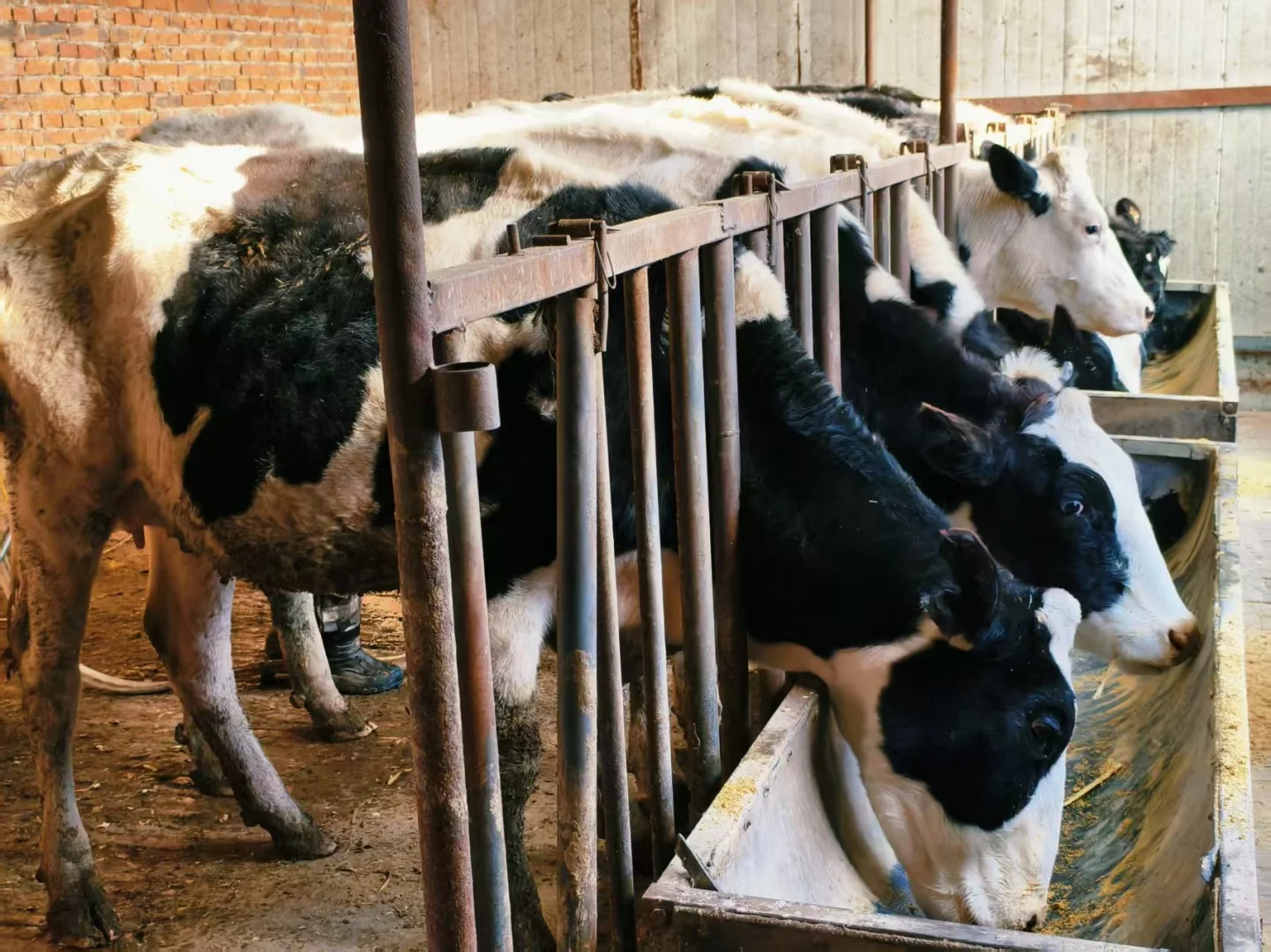 有奶牛的地方就是天堂～