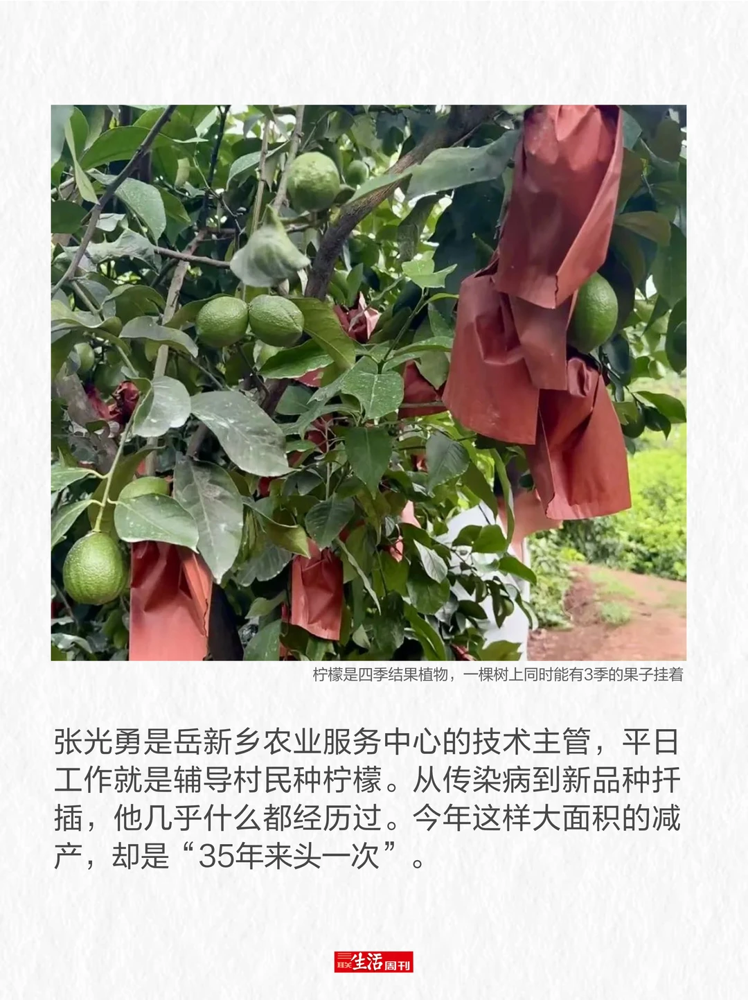 柠檬价格暴涨，我们要失去柠檬水自由了吗？