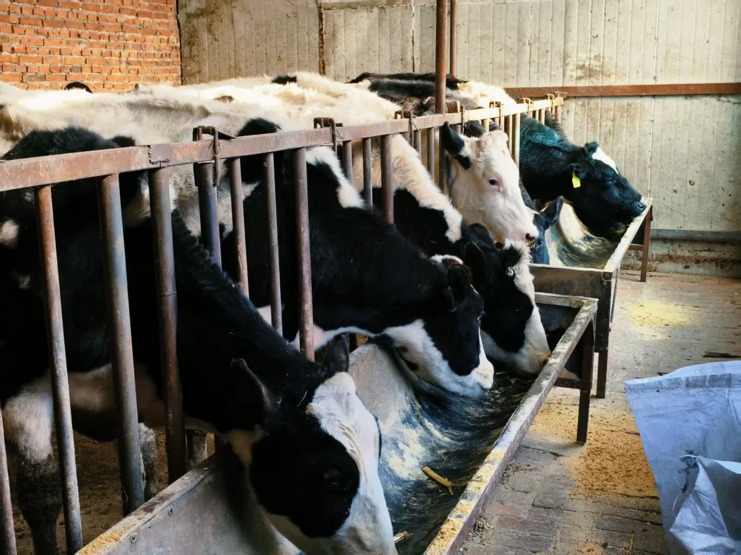 有奶牛的地方就是天堂～