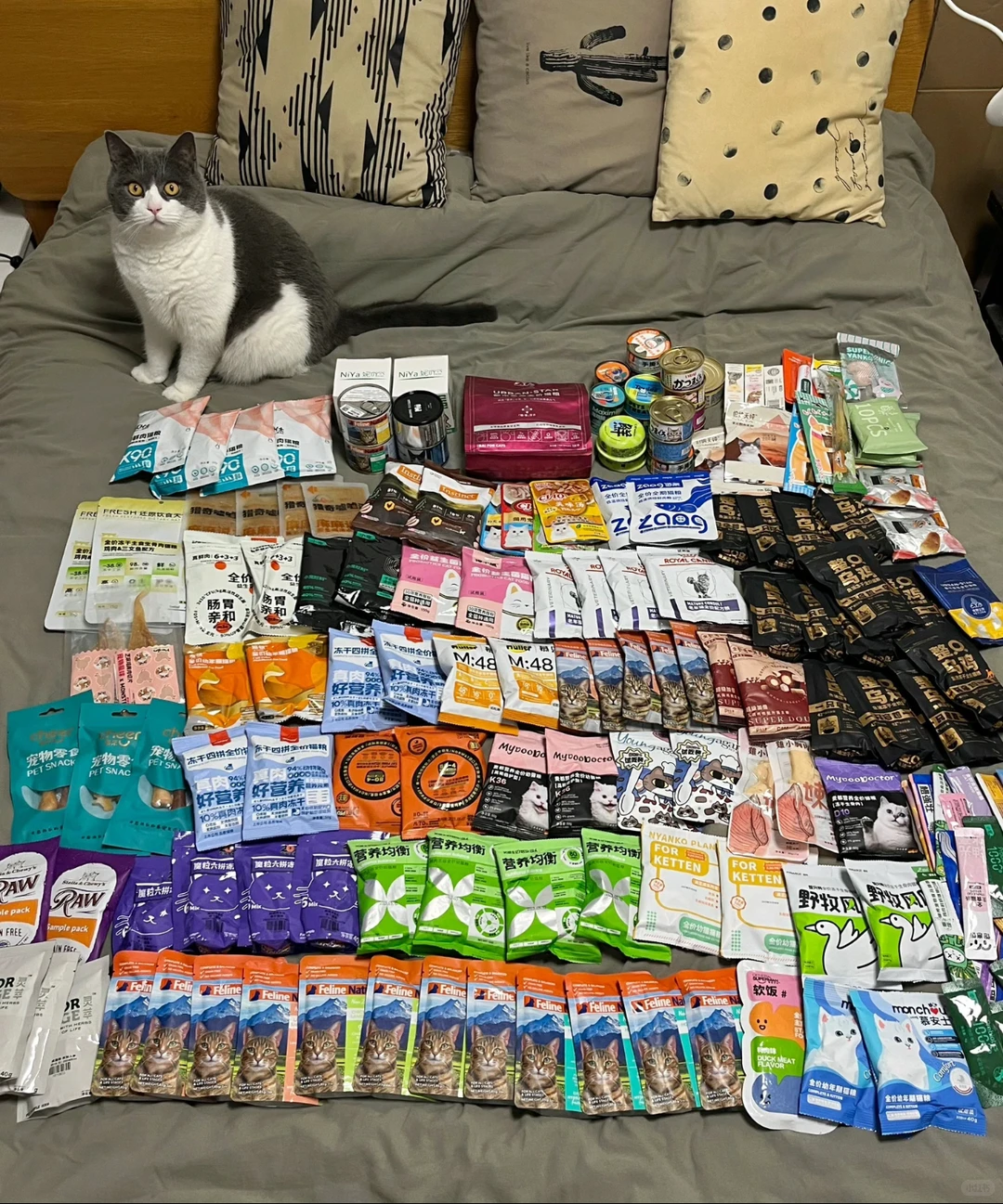 深圳宠物展门票杀疯了!25块玩3天血赚?