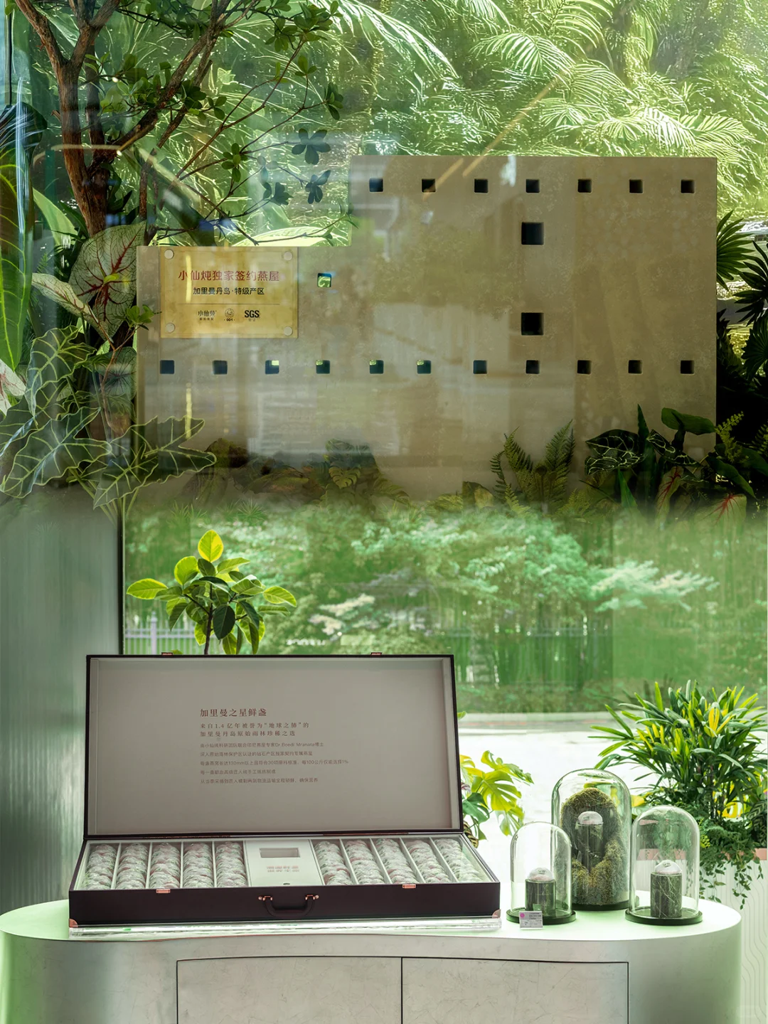 小仙炖「雨林珍宝」空降西安啦！速来打卡