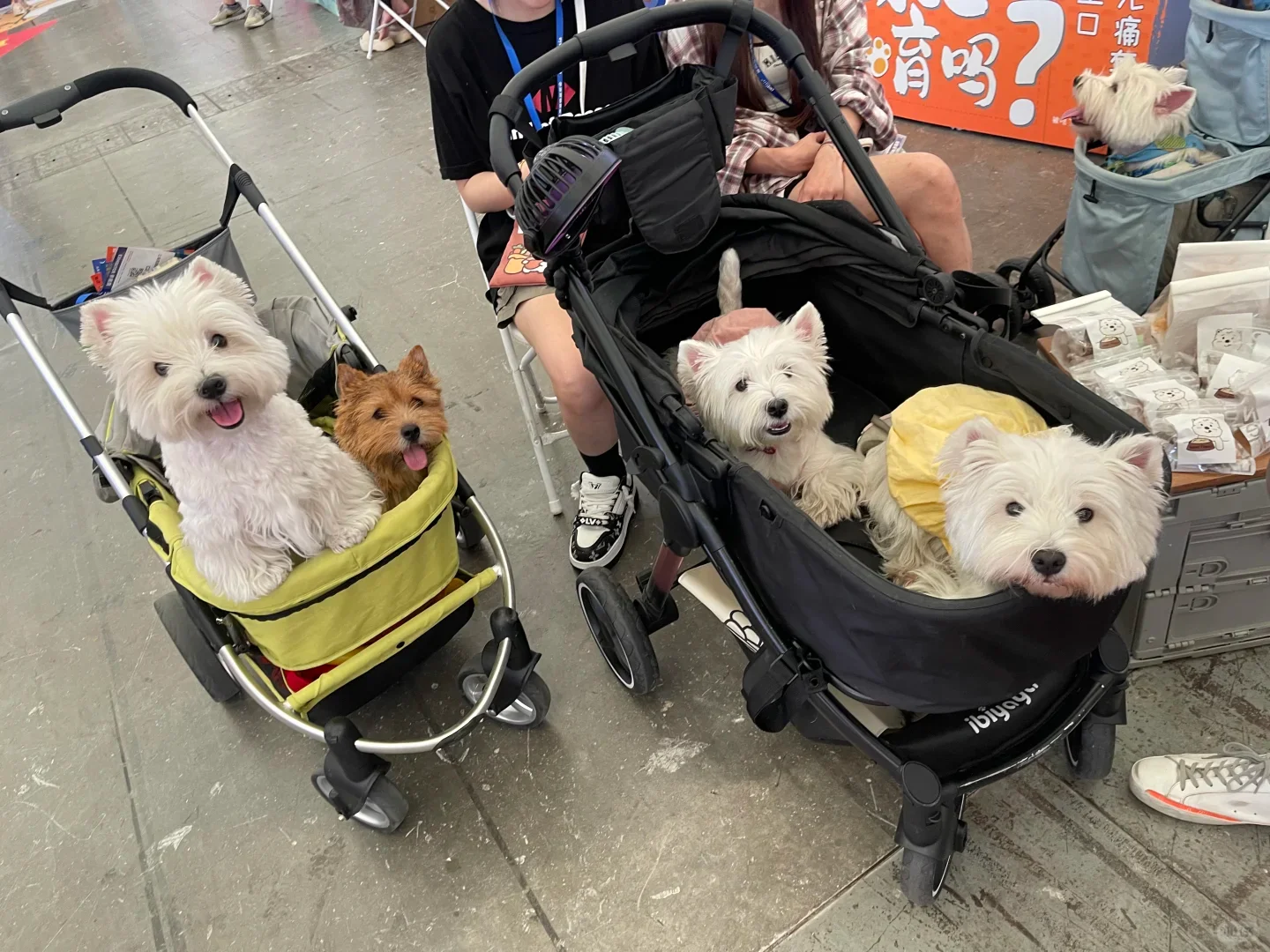 ⭐宠物行业人必看!境外参展保姆级攻略❗️