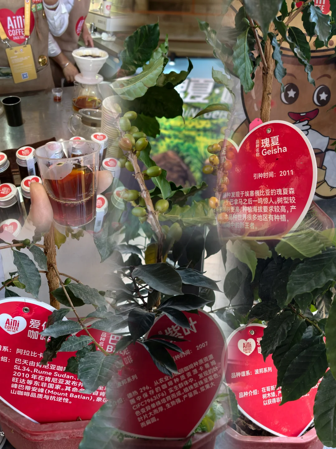 我在普洱喝咖啡