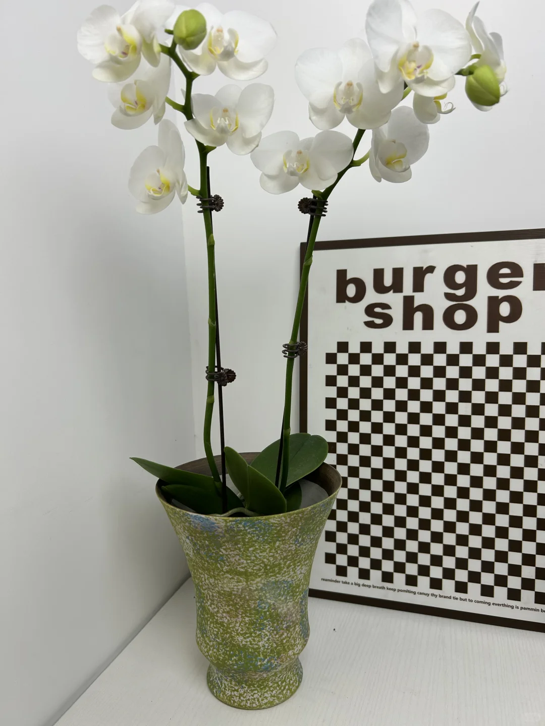 景德镇手作花盆｜把山野搬进家