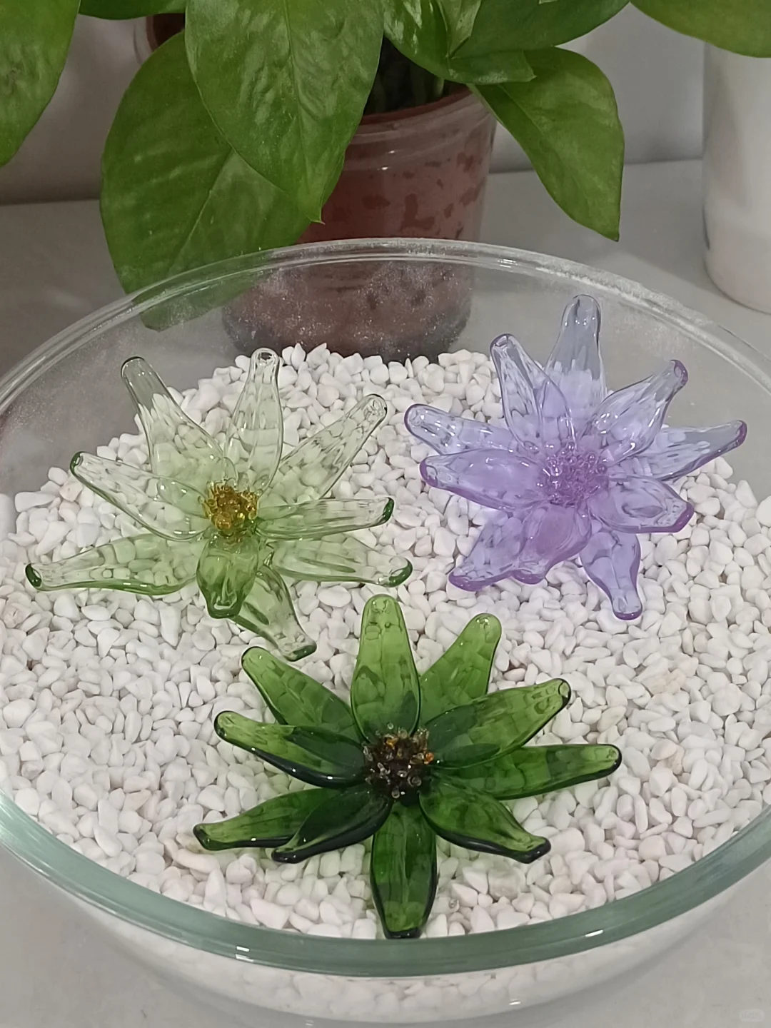 烧玻璃客作小分享、不限量、不限品！