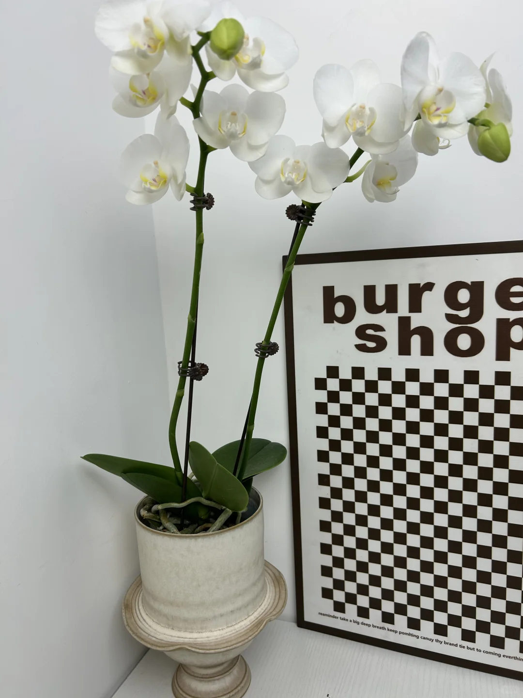 景德镇手作花盆｜把山野搬进家