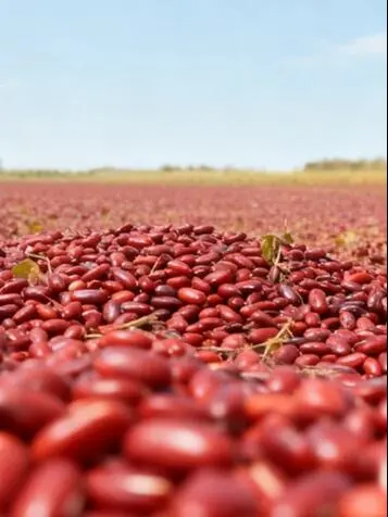 宫门口豆沙包 | 秋日限定，新红豆来袭