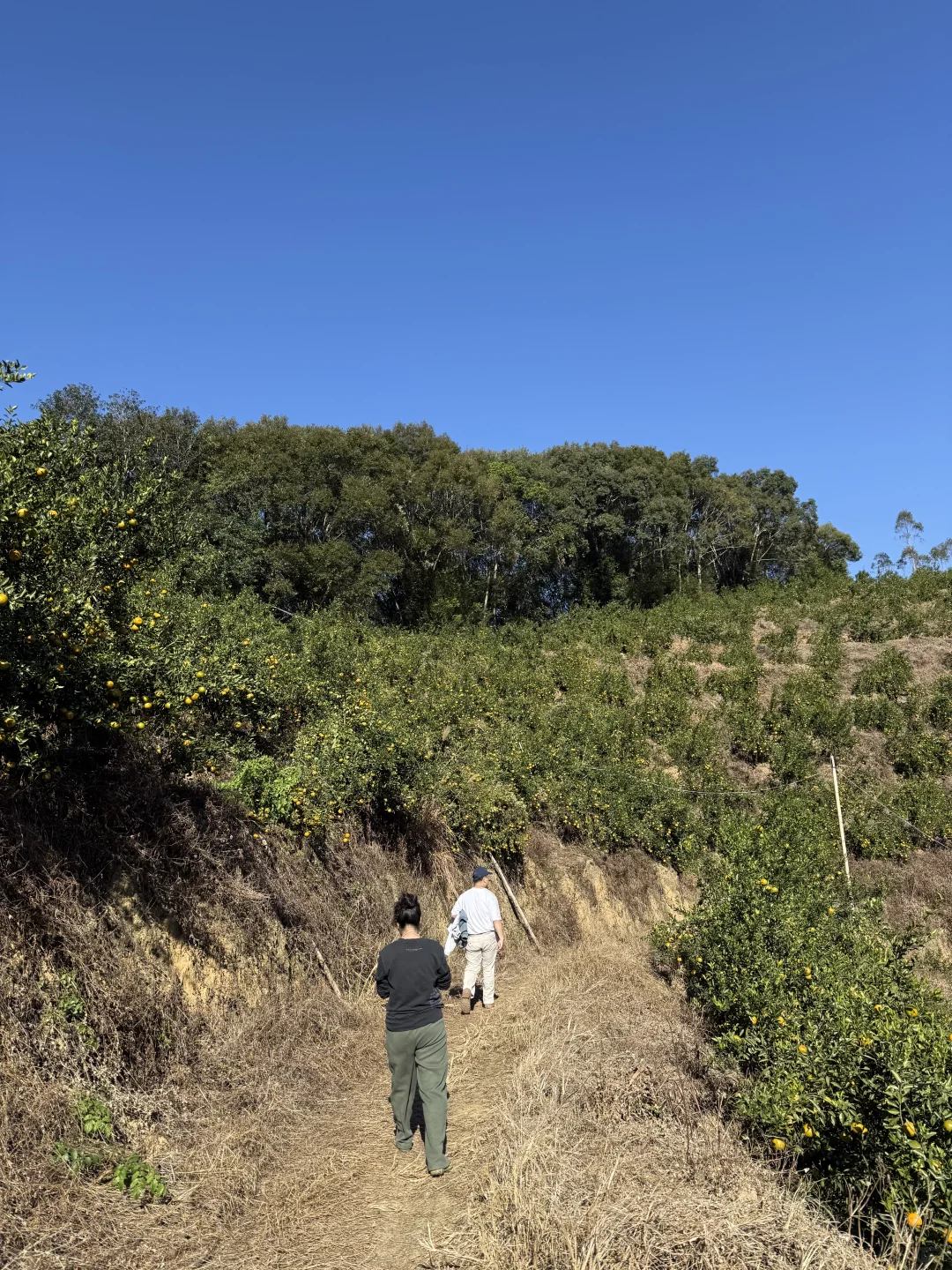 摘不完！?陈皮柑根本摘不完！