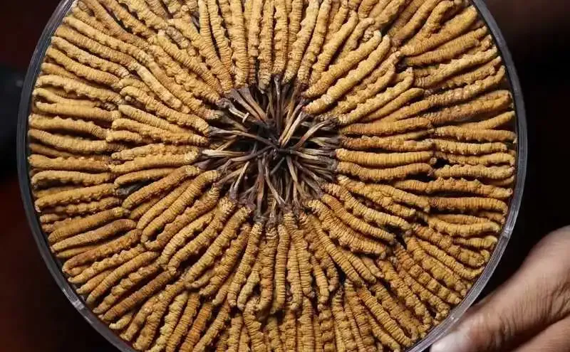 专业的那曲野生冬虫夏草供应商