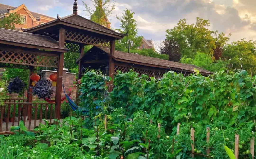 逃离内卷，在菜园寻一方宁静天地