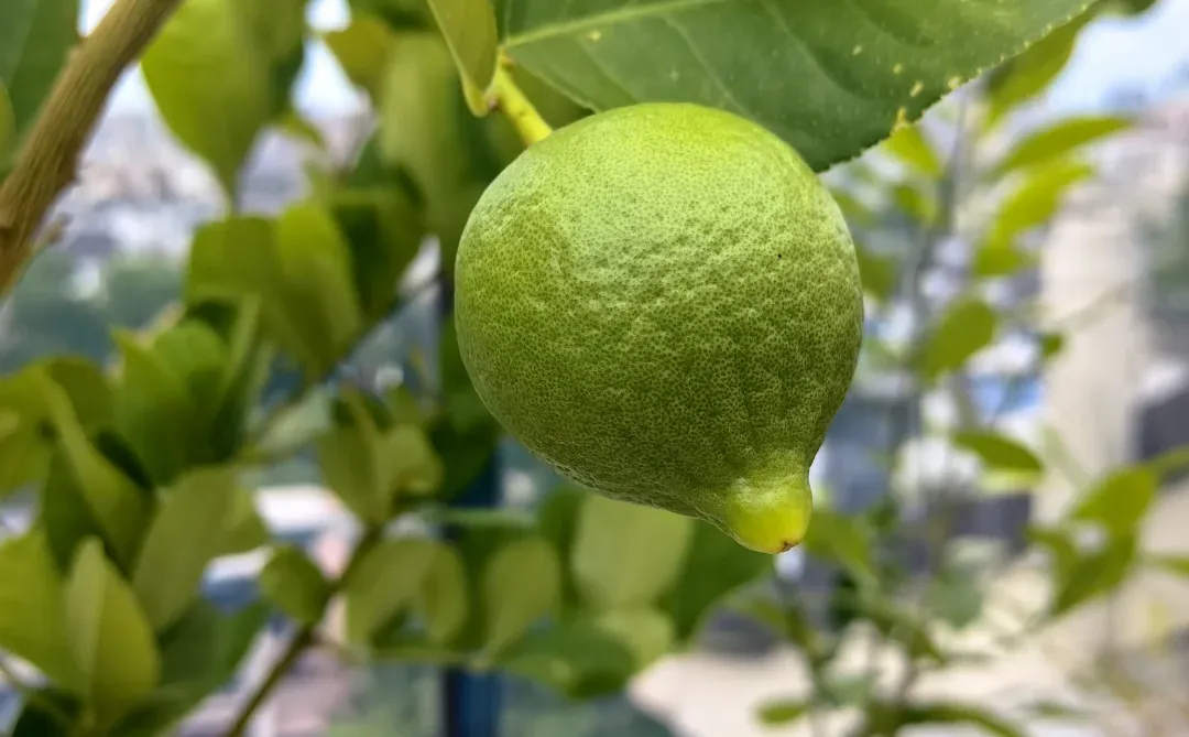 农业不只是供给食物，也提供情绪价值！