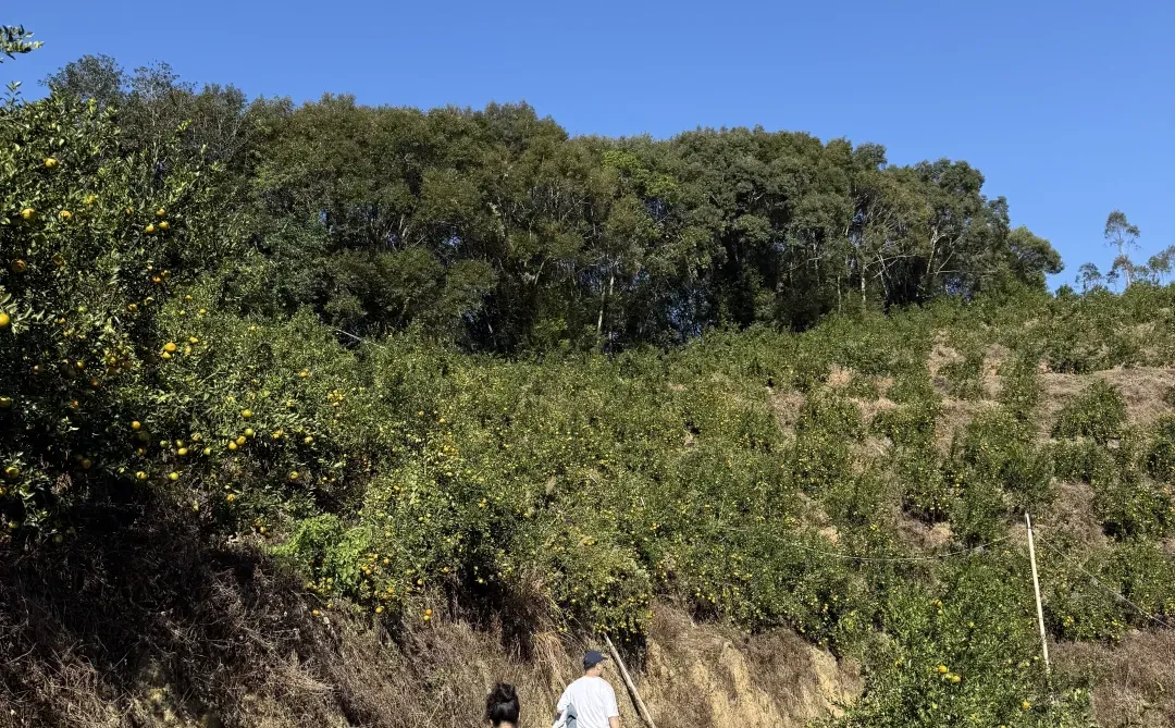 摘不完！?陈皮柑根本摘不完！