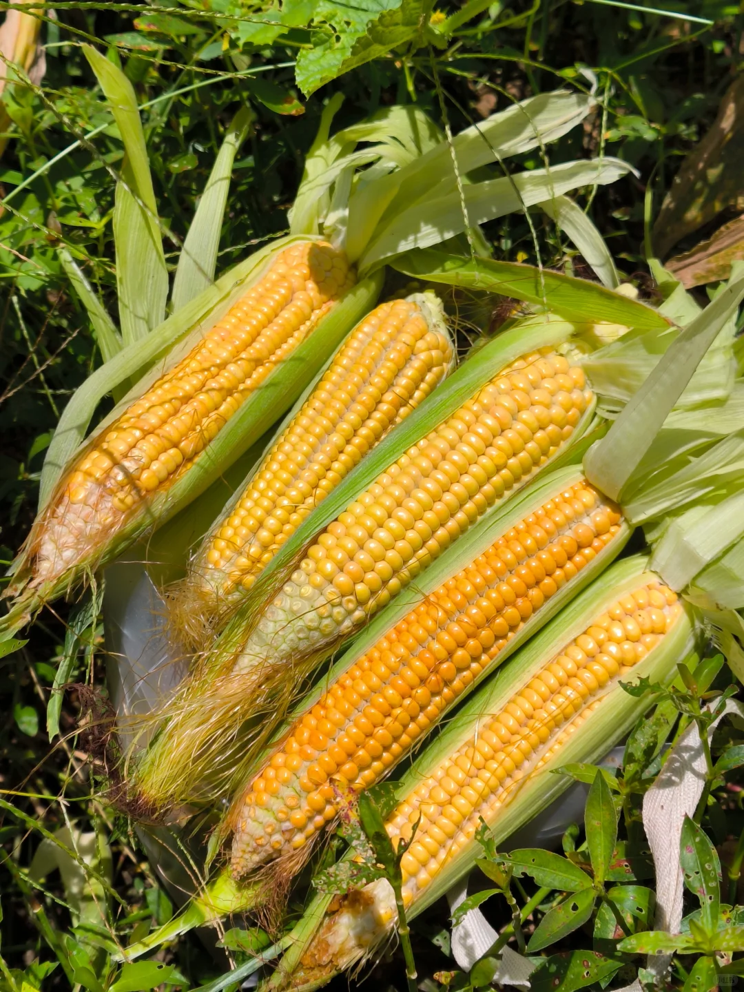 90后学种地，首次种的山西笨玉米