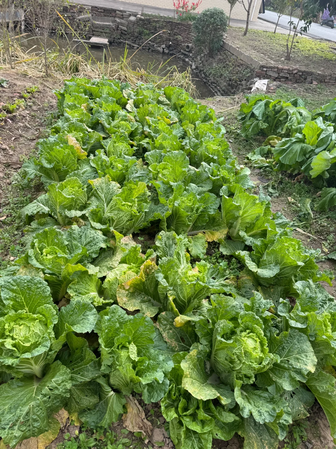 90后种菜上瘾了根本吃不完。