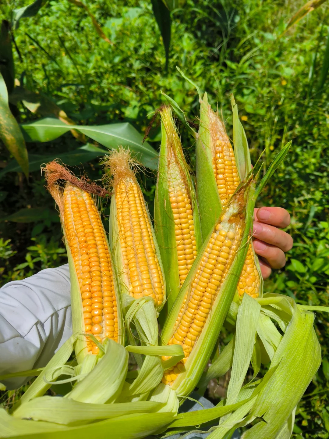 90后学种地，首次种的山西笨玉米