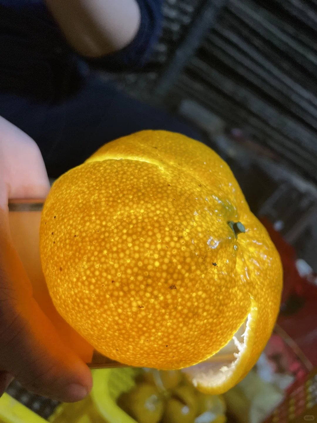 摘不完！?陈皮柑根本摘不完！