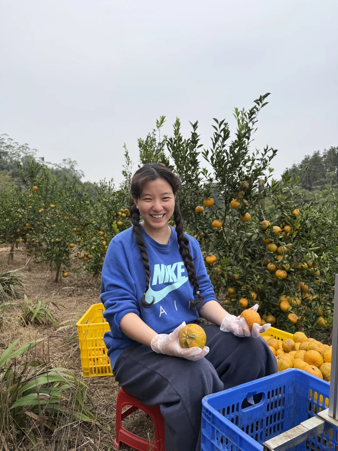 摘不完！?陈皮柑根本摘不完！