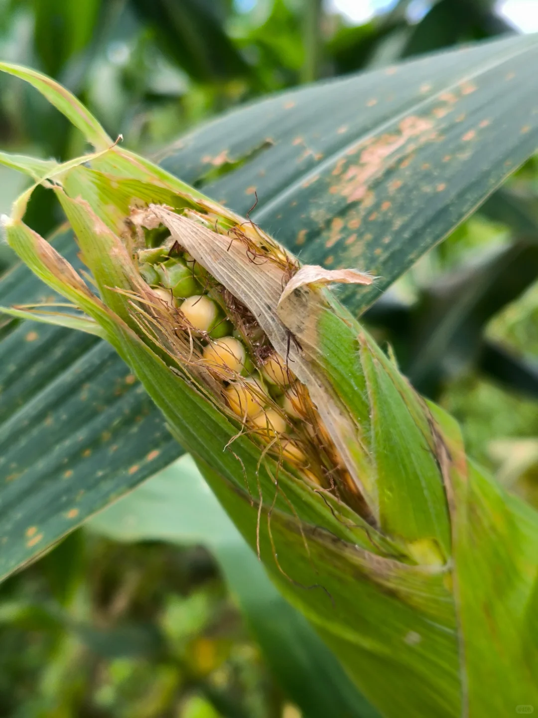 90后学种地，首次种的山西笨玉米