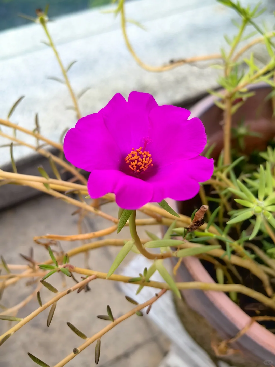 农业不只是供给食物，也提供情绪价值！