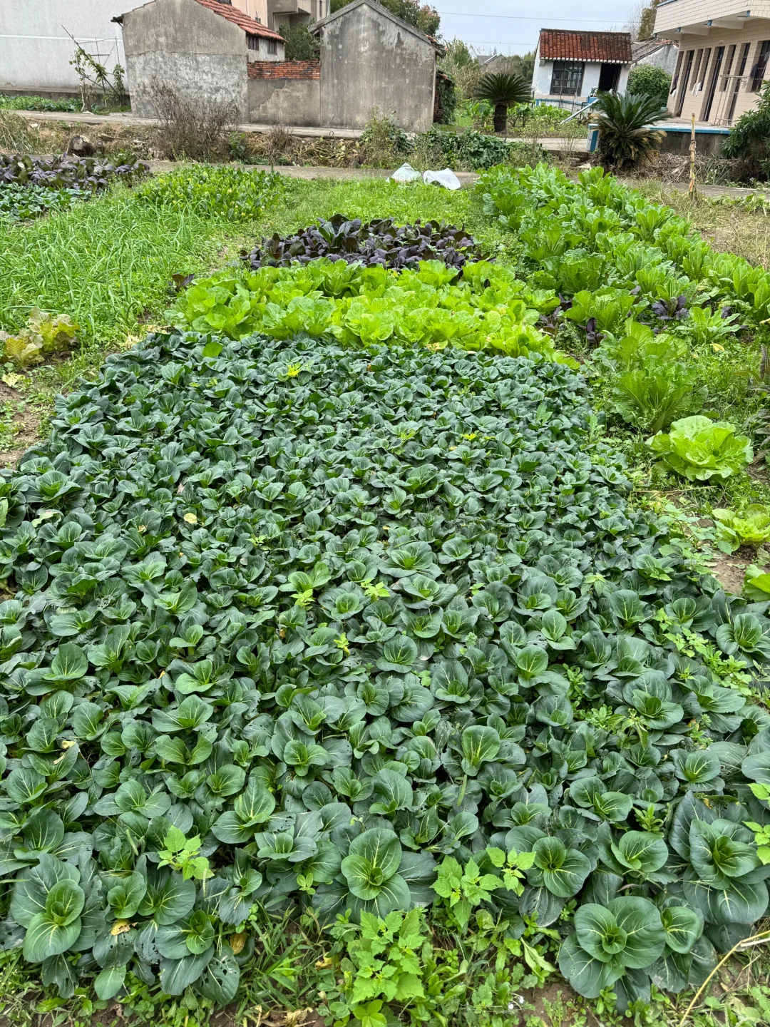 90后种菜上瘾了根本吃不完。