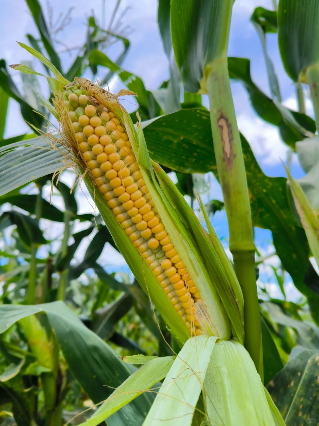 90后学种地，首次种的山西笨玉米