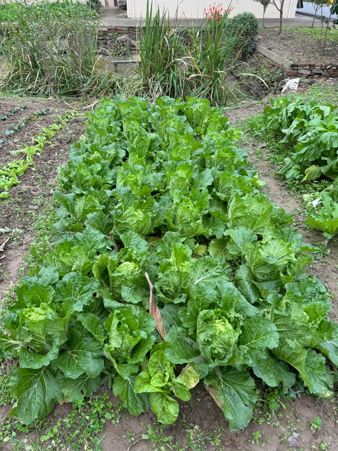 90后种菜上瘾了根本吃不完。