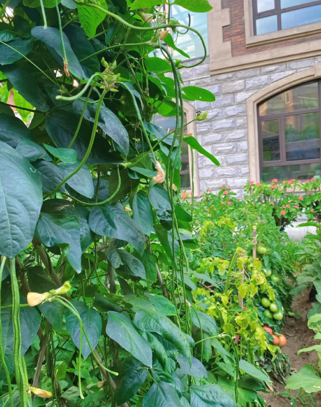 逃离内卷，在菜园寻一方宁静天地