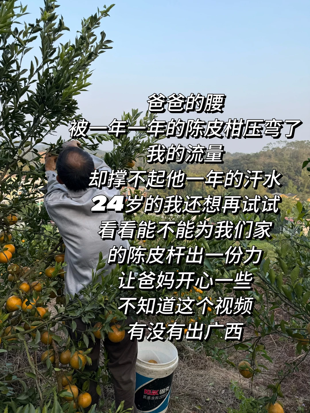 希望爸妈用汗水浇水溉的茶枝柑能走出大山