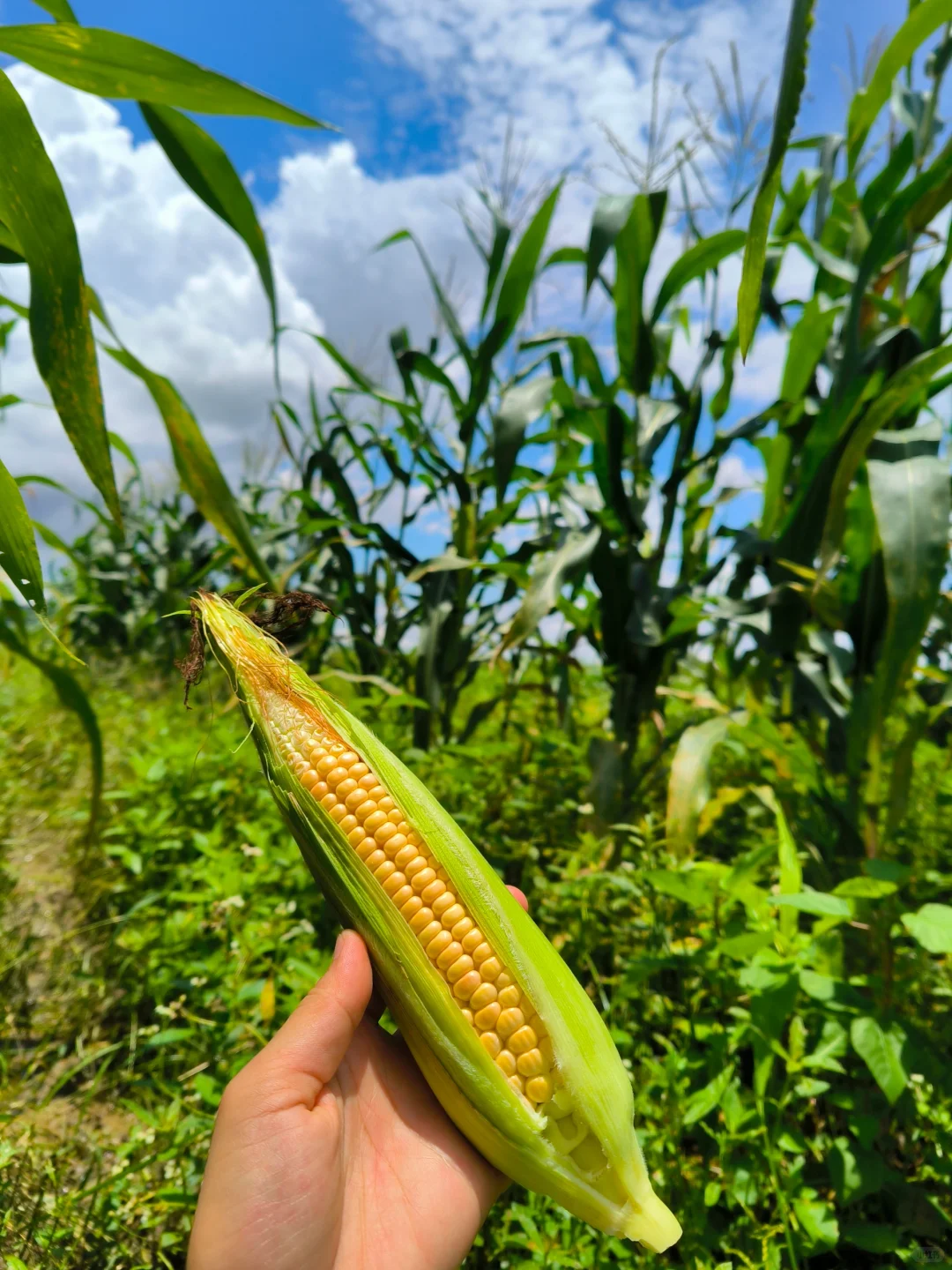 90后学种地，首次种的山西笨玉米