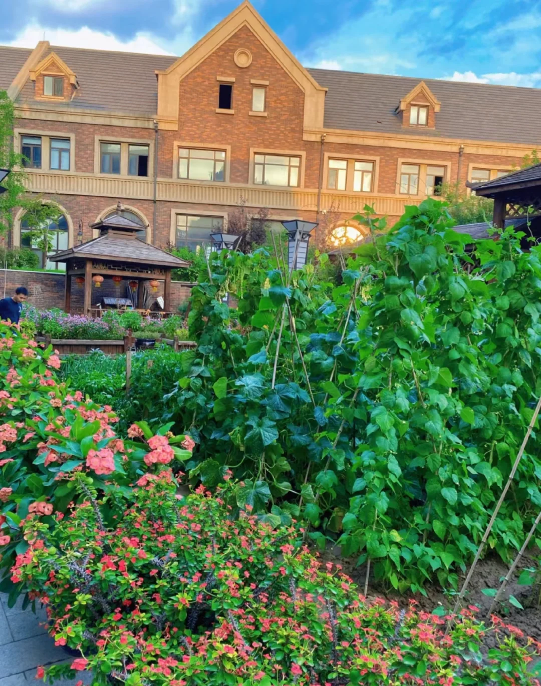 逃离内卷，在菜园寻一方宁静天地