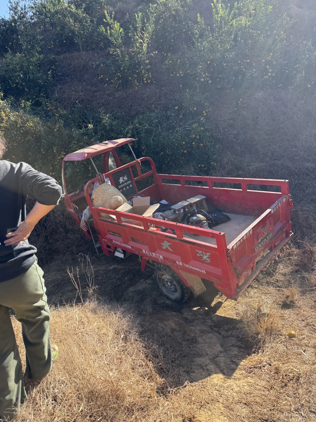 摘不完！?陈皮柑根本摘不完！