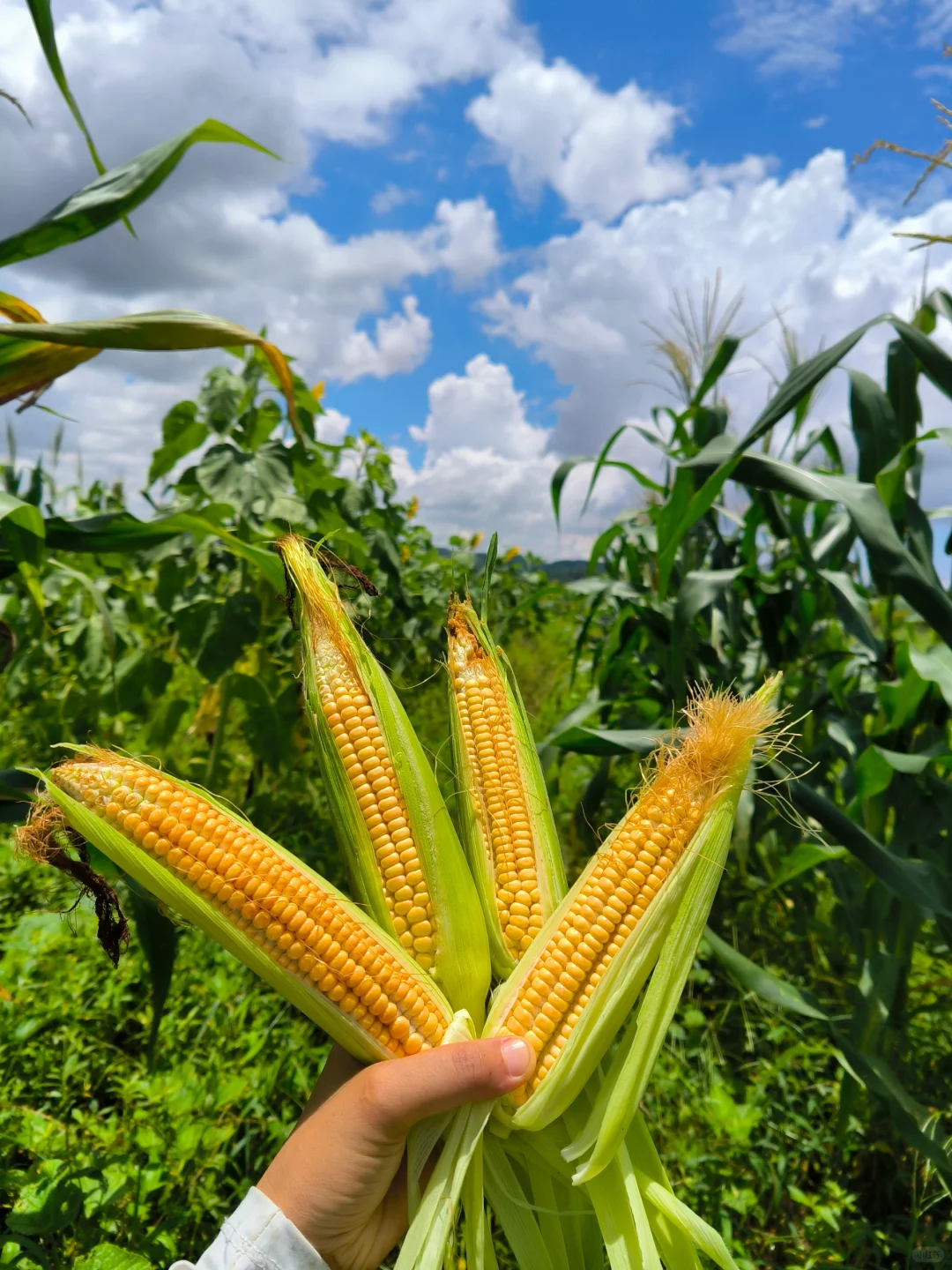 90后学种地，首次种的山西笨玉米