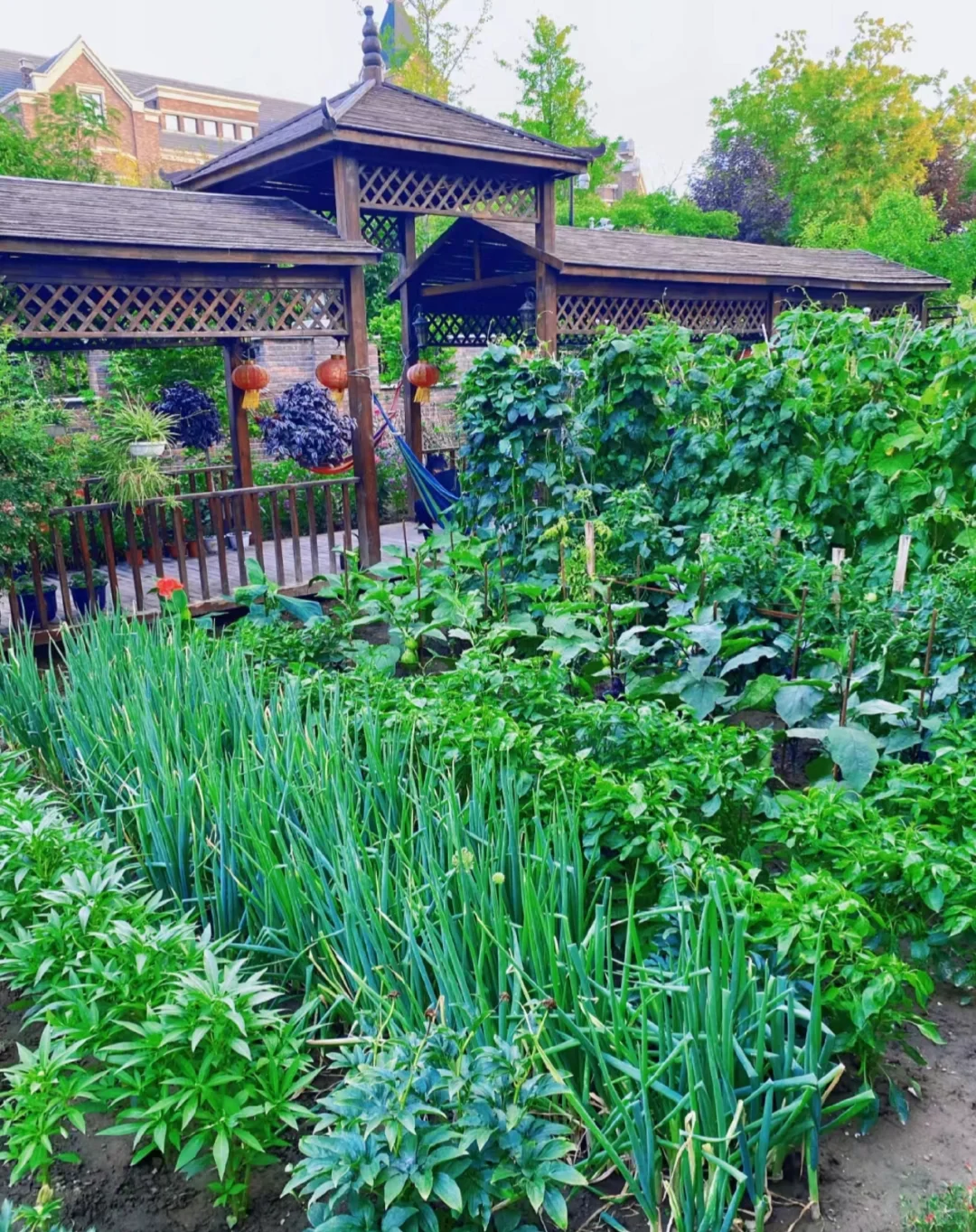 逃离内卷，在菜园寻一方宁静天地