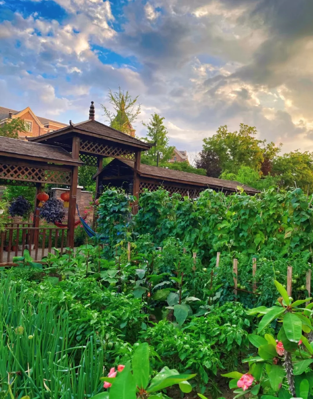 逃离内卷，在菜园寻一方宁静天地