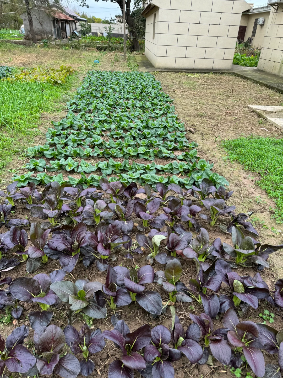 90后种菜上瘾了根本吃不完。