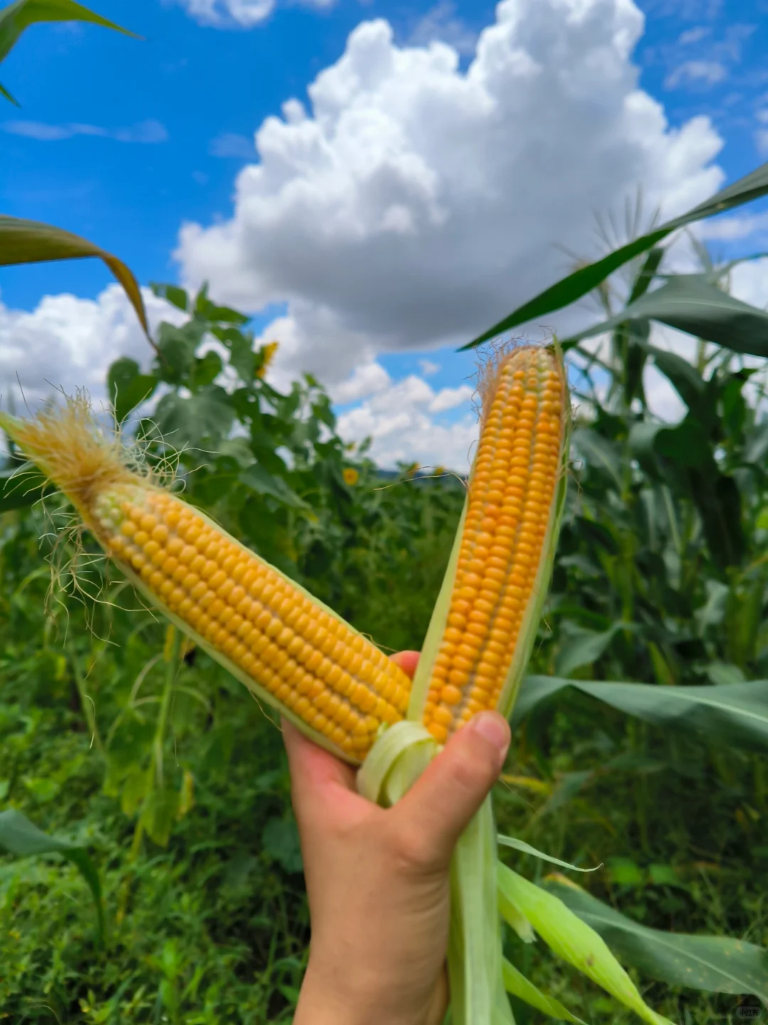 90后学种地，首次种的山西笨玉米