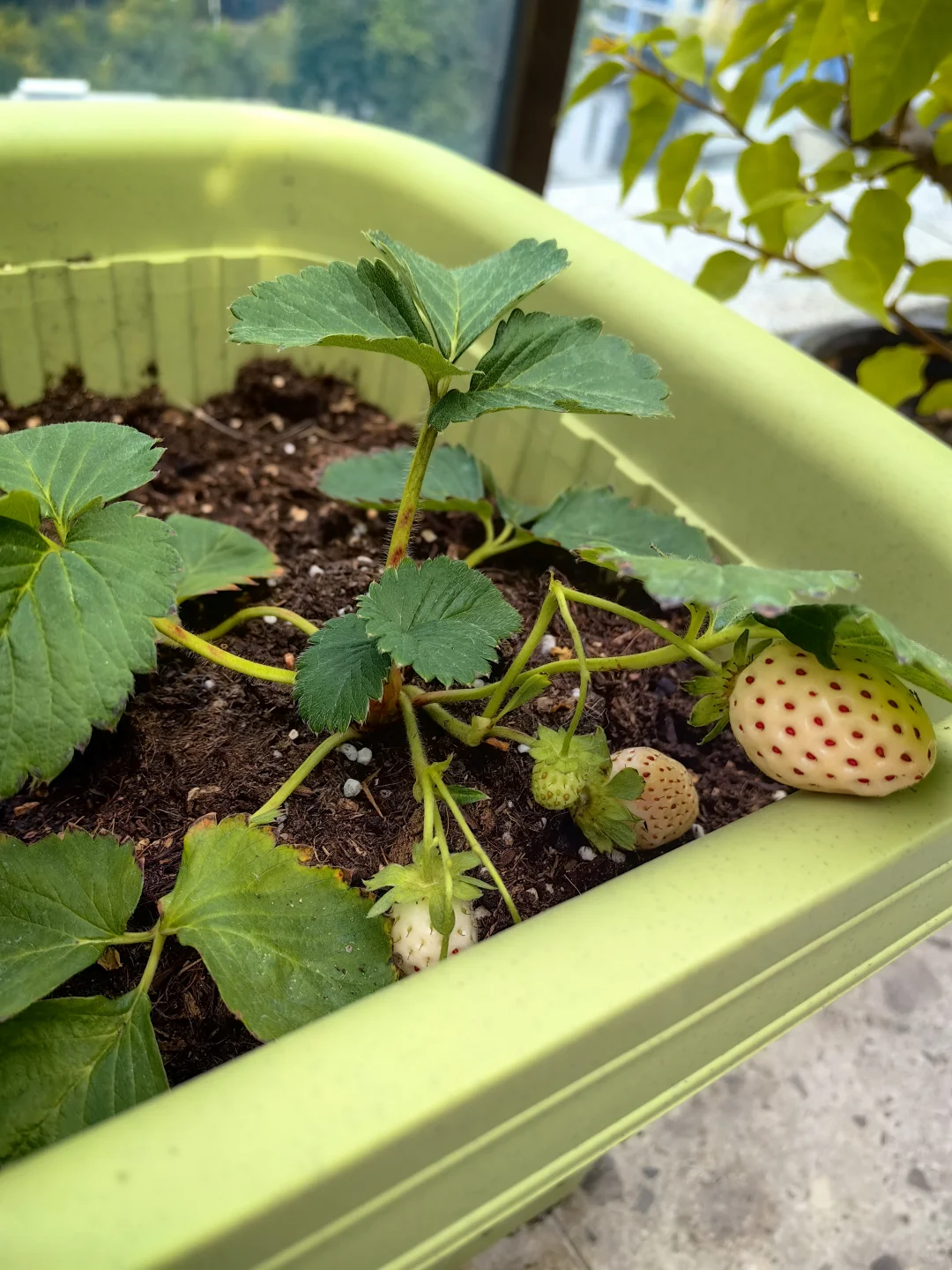 农业不只是供给食物，也提供情绪价值！