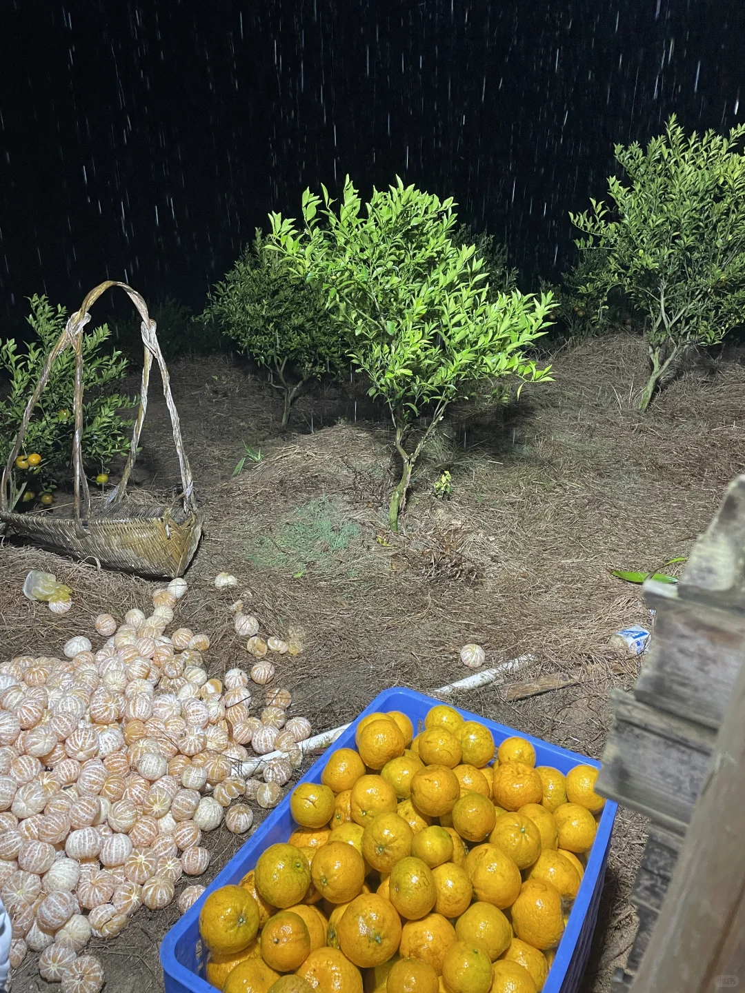 摘不完！?陈皮柑根本摘不完！