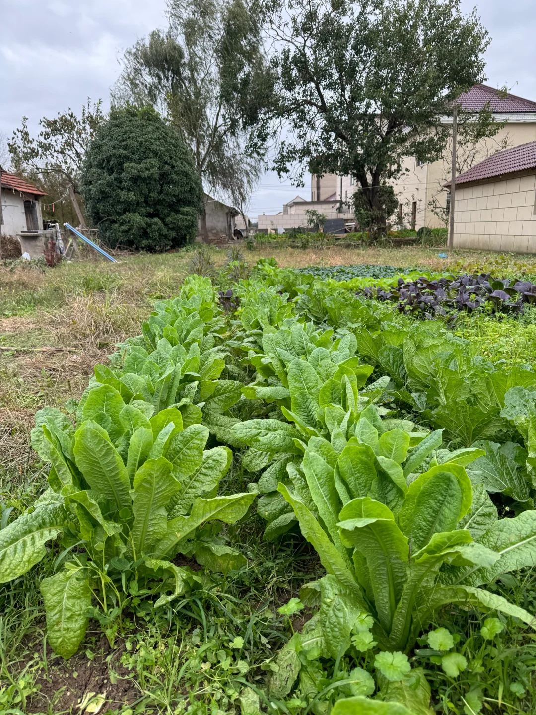 90后种菜上瘾了根本吃不完。