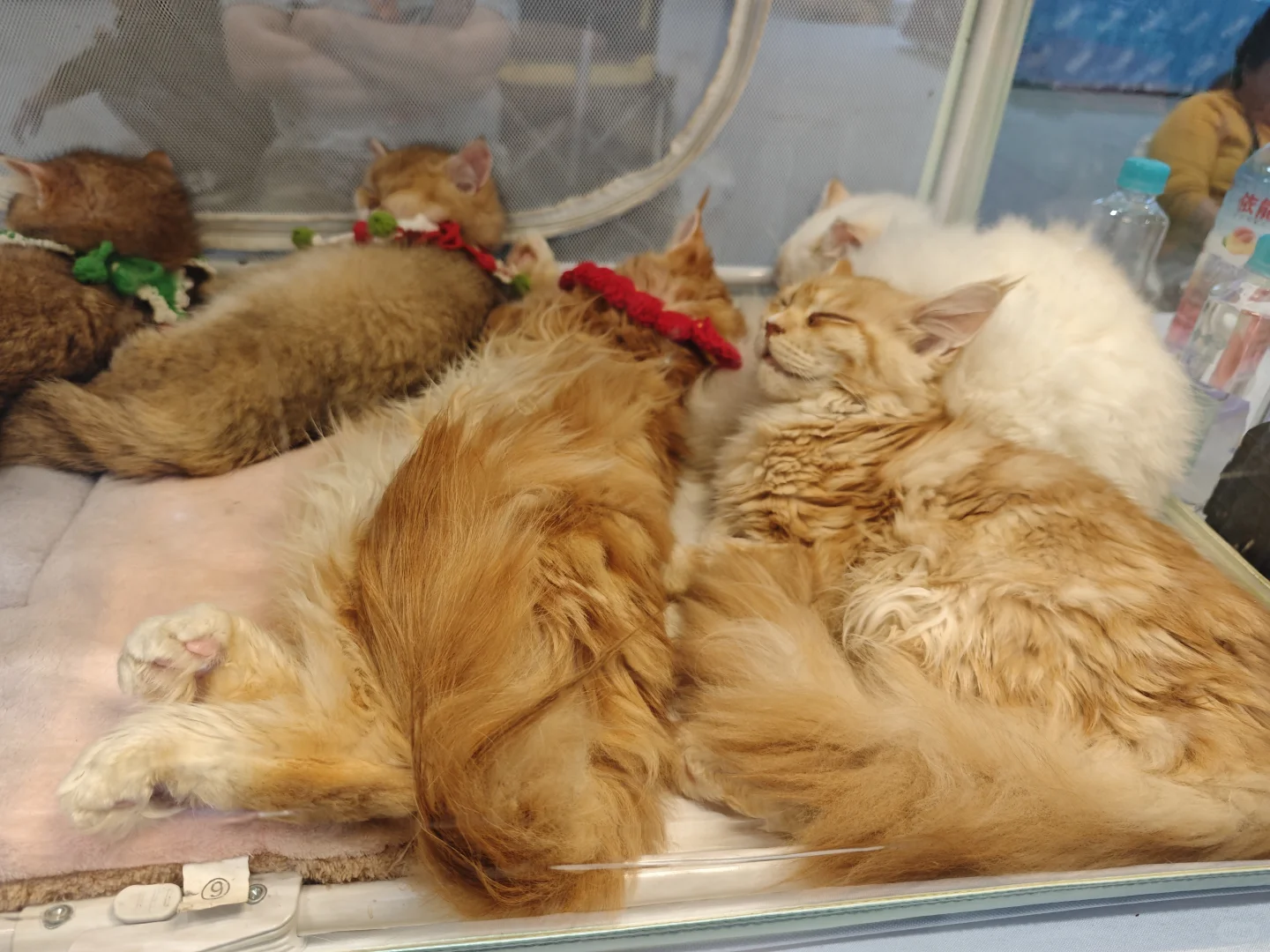 世界宠物展览会好多小可爱