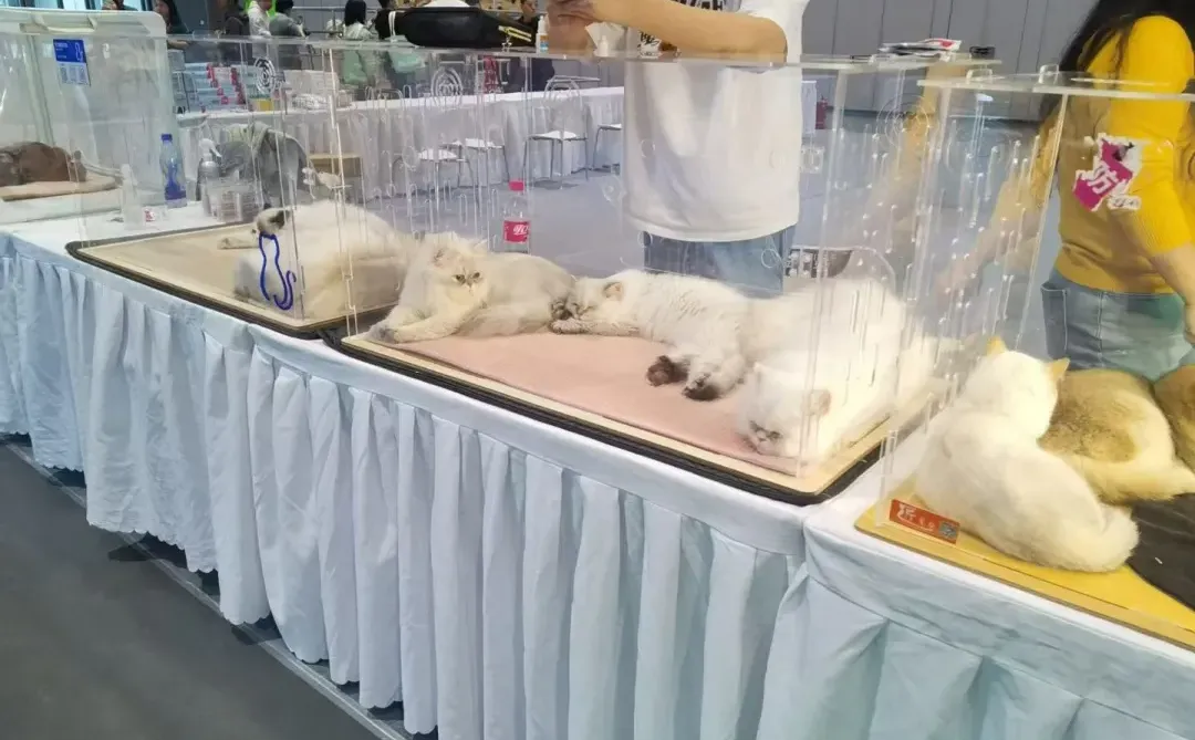 穿梭各个展会现场❗️