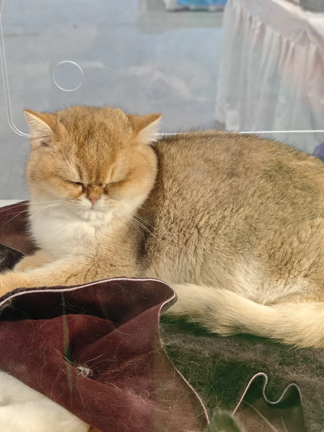 世界宠物展览会好多小可爱