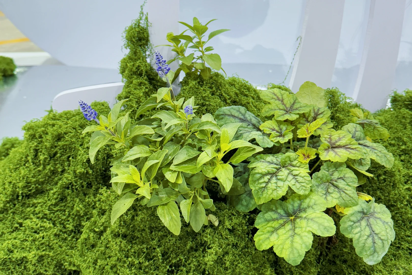 【把一座苔藓岛屿，搬进了疗愈展】