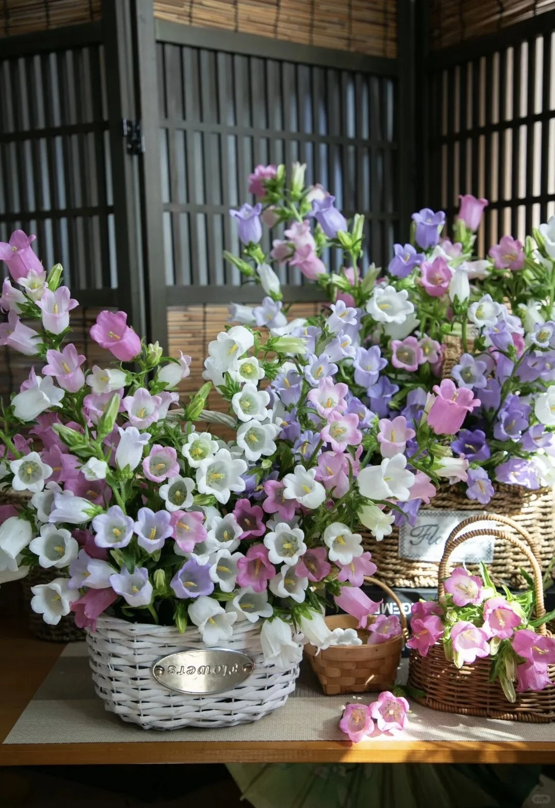2026缤纷草花种苗新品推介会，诚邀您莅临！