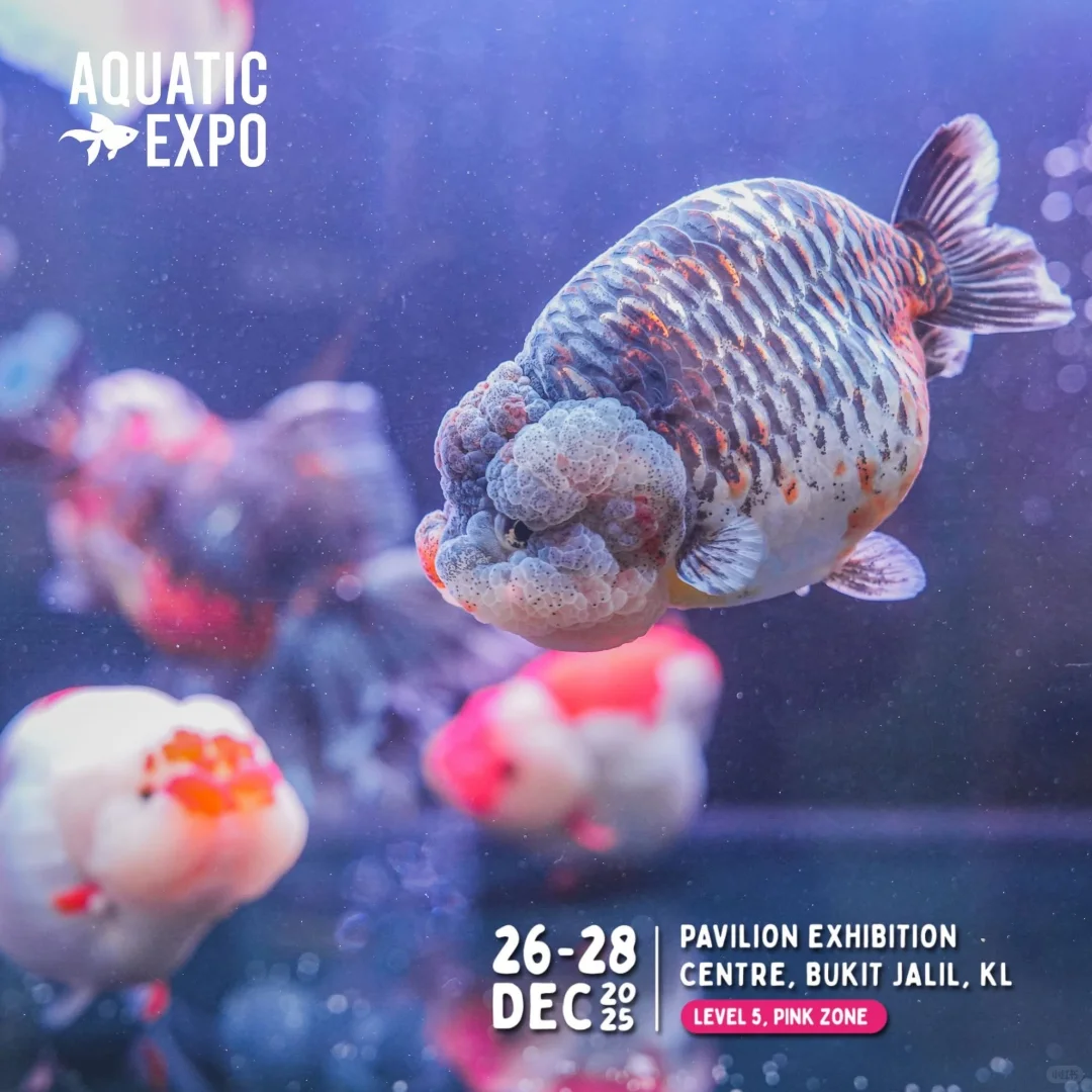 ?? 2025超大型水族展